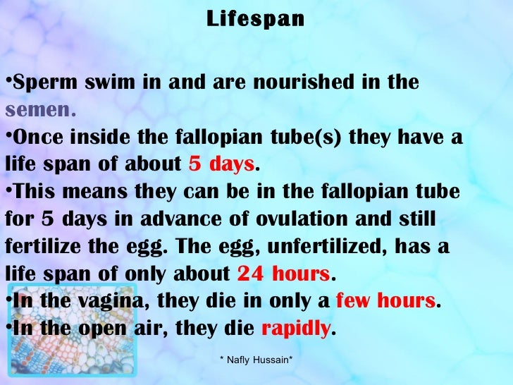 Lifespan of sperm outside womb Spank dat monkey